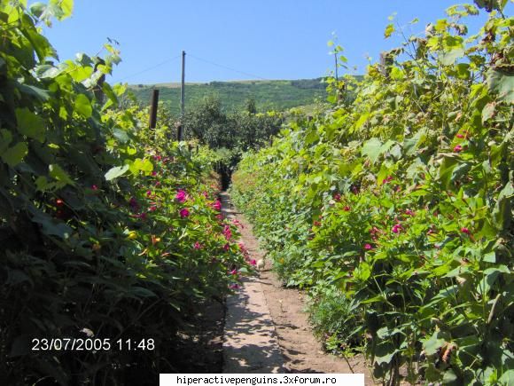 plecari - florile nu mai sunt acum...ca le-au mancat - Bla bla-uri