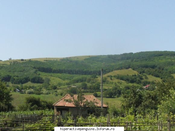 plecari - asta este in spatele casei :P......cam tata...va - Bla bla-uri